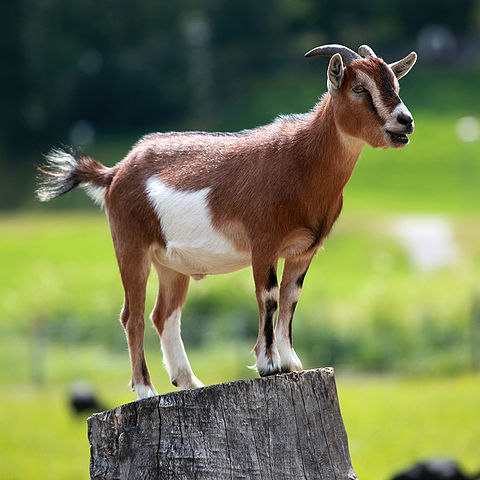 7 Things Goats Do That Will Make You Laugh