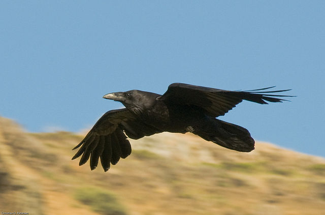 Rare Raven Flies Free After Getting a Feather Transplant